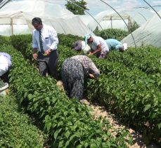 Karaağaç acı biberinde erken hasat yapıldı