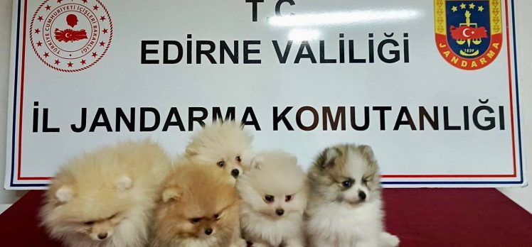 Kaçak yollarla ülkeye sokulan Pomeranian’lar ele geçirildi